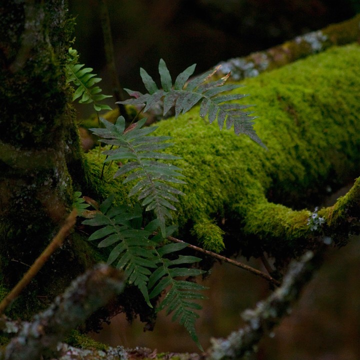 fougere.jpg - Jungle bretonne