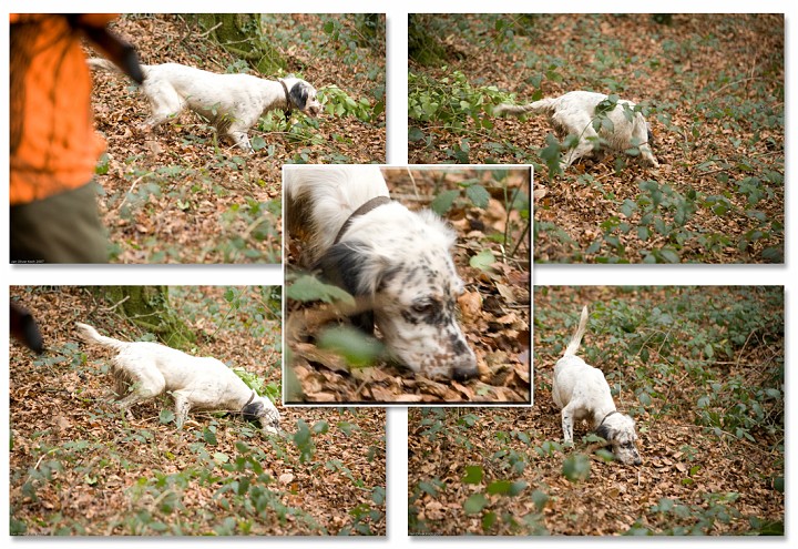 montage1.jpg - O elle est ? 
Elle est pass par ici, elle repassera par l ! Elle coure elle coure la bcasse, la bcasse du bois joli ! 
Contrle au sol de l'oiseau qui a pit par l.